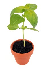 Pot de basilic