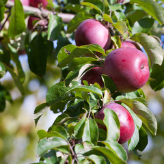 Apples on a tree.