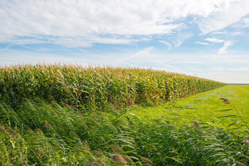 Corn growing on a field at fall
