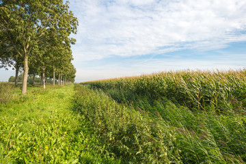 Fototapeta na wymiar Corn growing on a field ay fall