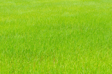 Fototapeta na wymiar The rice growing in cornfield