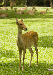 Deer.
