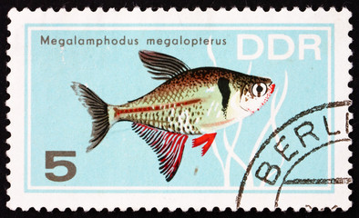 Postage stamp GDR 1966 Megalamphodus Megalopterus, Tropical Fish