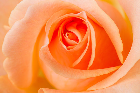 Orange Rose Macro