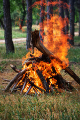 Bonfire in the forest