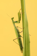 mantide religiosa