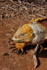 Closeup of a Galapagos land iguana on volcanic rock