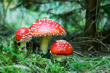 Red mushrooms / toadstools in the forest