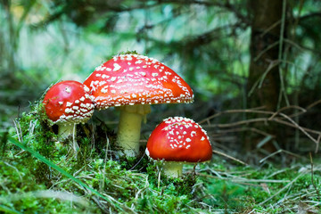Red mushrooms / toadstools in the forest