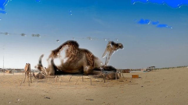 Camels from Different panoramic views with digital transitions