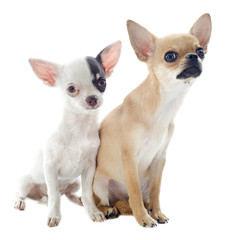 chihuahuas