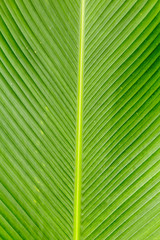 Green leaf of a palm tree.