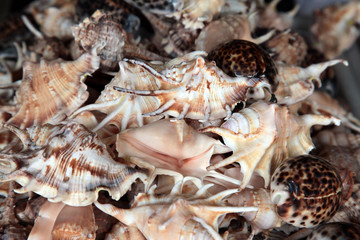 Seashell collection