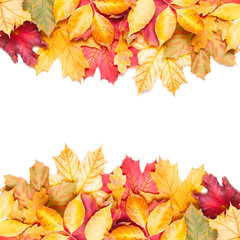 autumn leafs on white background
