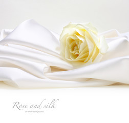 rose on white silk background