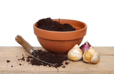 Potting hyacinth bulbs