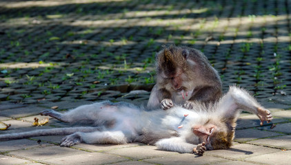 One monkey helps to get rid of fleas to another