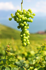 Bunch of grapes. Lavaux region, Switzerland