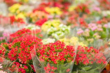 Obraz premium Beautiful flowers on shelves in garden shop
