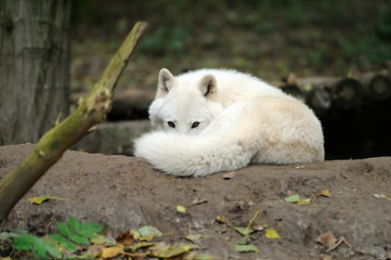 Wild wolf in the woods © byrdyak