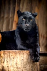 Foto op Canvas Zwarte luipaard © byrdyak