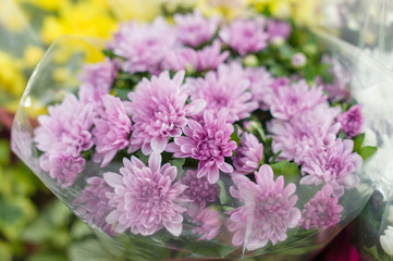 Beautiful flowers on shelves in garden shop