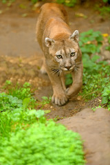Obraz premium Cougar