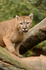 Cougar