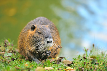 The muskrat (Ondatra zibethicus)