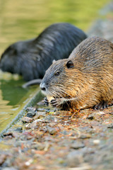 Naklejka premium The muskrat (Ondatra zibethicus)