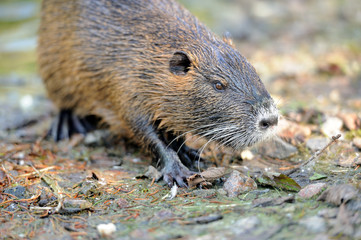The muskrat (Ondatra zibethicus)