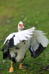 Muscovy Duck