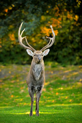 Beautiful image of red deer