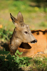 Young deer