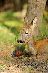 Young deer