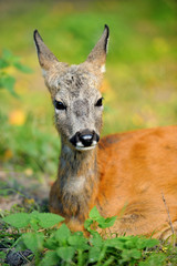 Young deer