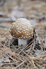 Death Cap Fungi - Amanita phalloides Growing on Cotswold Beechwo