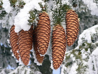 Winterliche Zapfen