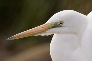 Egret, Australia