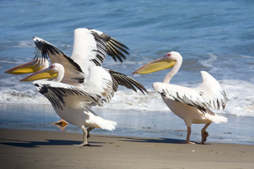 Three pelicans take off from beach, Sandwich Harbour, Namibia