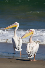 Pelicans stand by the waters edge, Sandwich Harbour, Namibia