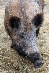 Wildschwein - Sus Scrofa