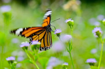 Common Tiger butterfly.