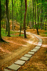 Path in beautiful forest near Rzeszow, Poland