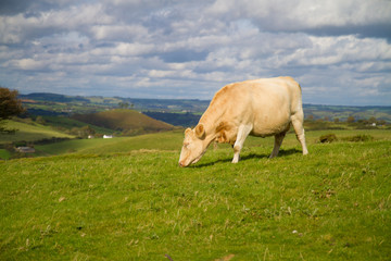 Cow grazing in Dorset countryside