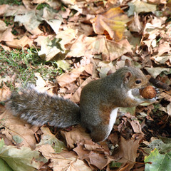 Eastern gray squirrel holding a walnut in a forest