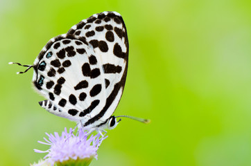 Fototapeta na wymiar Castalius rosimon, Biały motyl z czarnymi plamkami.