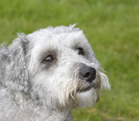 Bichon frise poodle cross breed