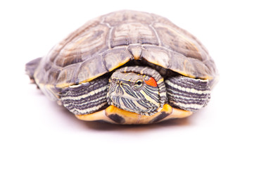 one Pond slider isolated on the white background