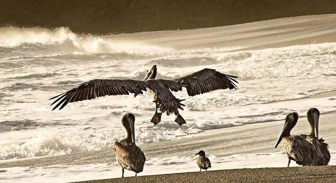 pelican landing gualala california